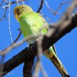 Juvenile Budgerigar (Melopsittacus undulatus)