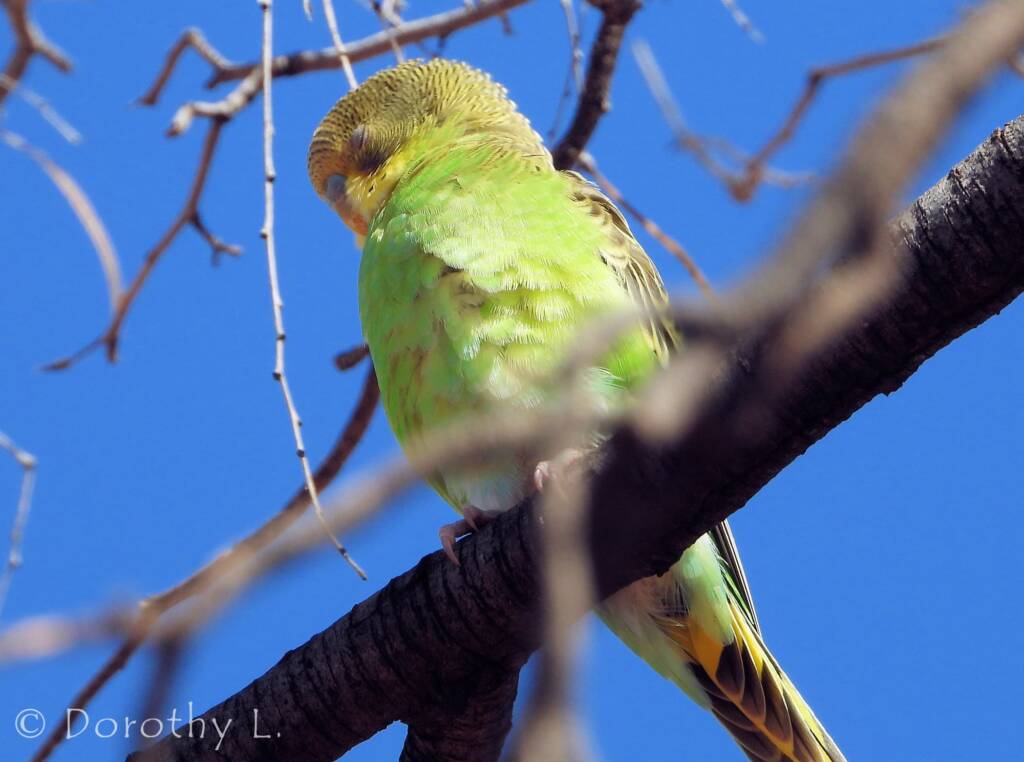 Juvenile Budgerigar (Melopsittacus undulatus)