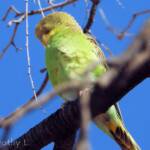 Juvenile Budgerigar (Melopsittacus undulatus)
