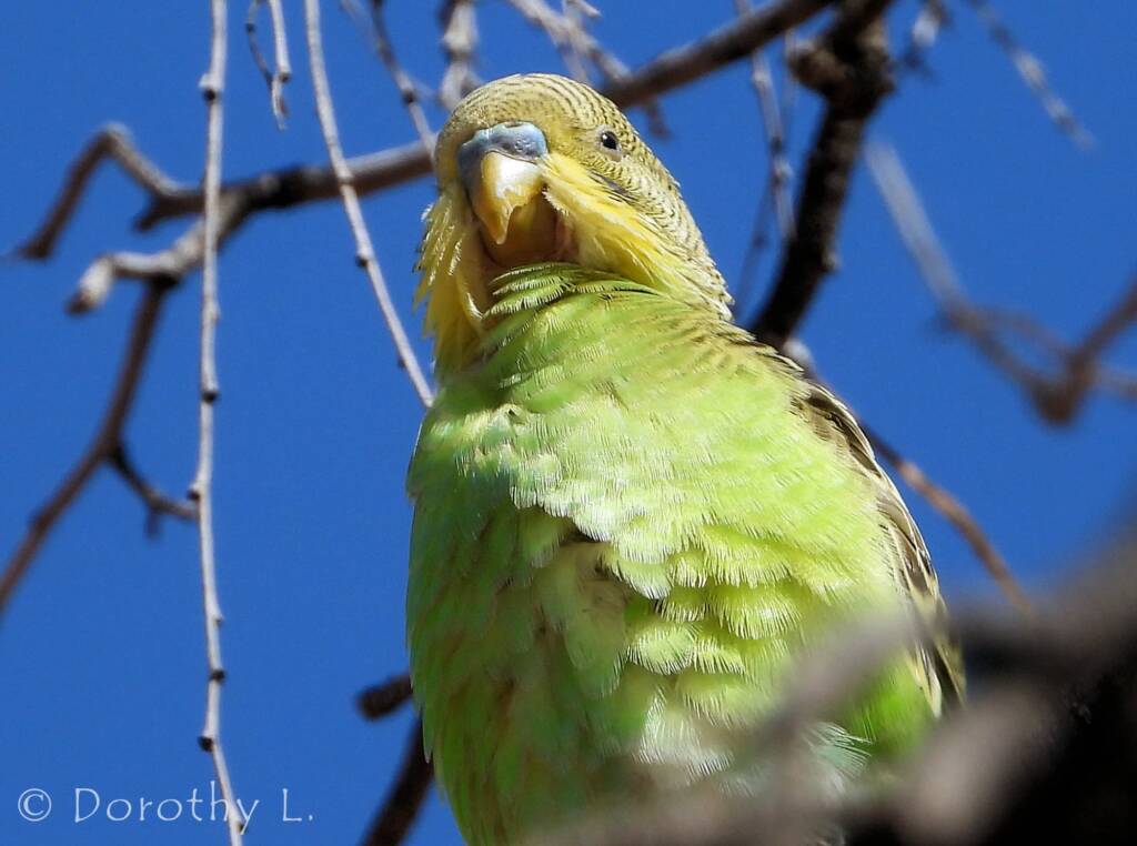 Juvenile Budgerigar (Melopsittacus undulatus)