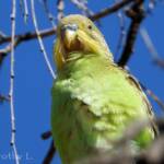 Juvenile Budgerigar (Melopsittacus undulatus)