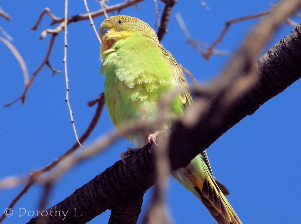 Juvenile Budgerigar (Melopsittacus undulatus)