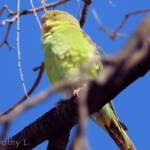 Juvenile Budgerigar (Melopsittacus undulatus)