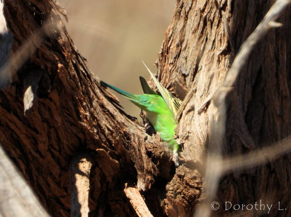 Juvenile Budgerigar (Melopsittacus undulatus)