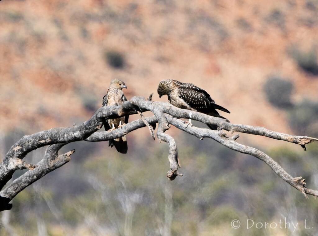 Juvenile Whistling Kite (Haliastur sphenurus)