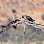 Juvenile Whistling Kite (Haliastur sphenurus)