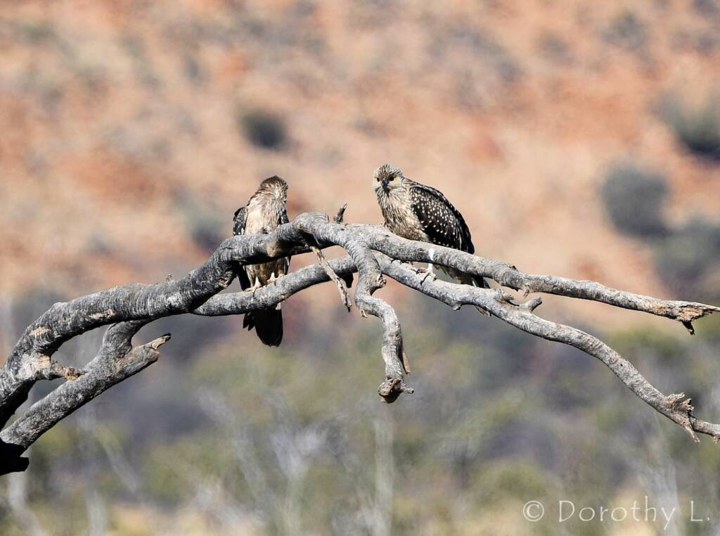 Juvenile Whistling Kite (Haliastur sphenurus)