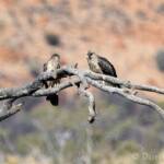 Juvenile Whistling Kite (Haliastur sphenurus)