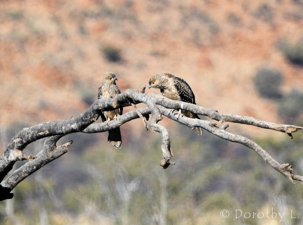Juvenile Whistling Kite (Haliastur sphenurus)