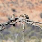 Juvenile Whistling Kite (Haliastur sphenurus)