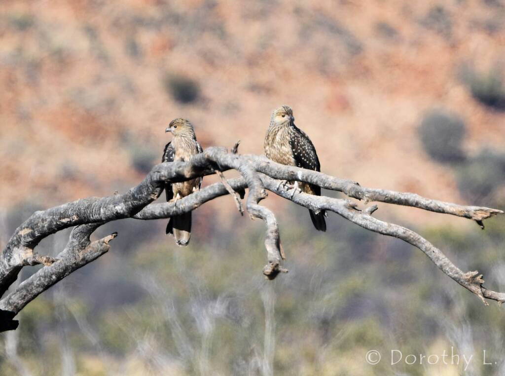 Juvenile Whistling Kite (Haliastur sphenurus)
