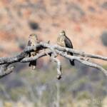 Juvenile Whistling Kite (Haliastur sphenurus)