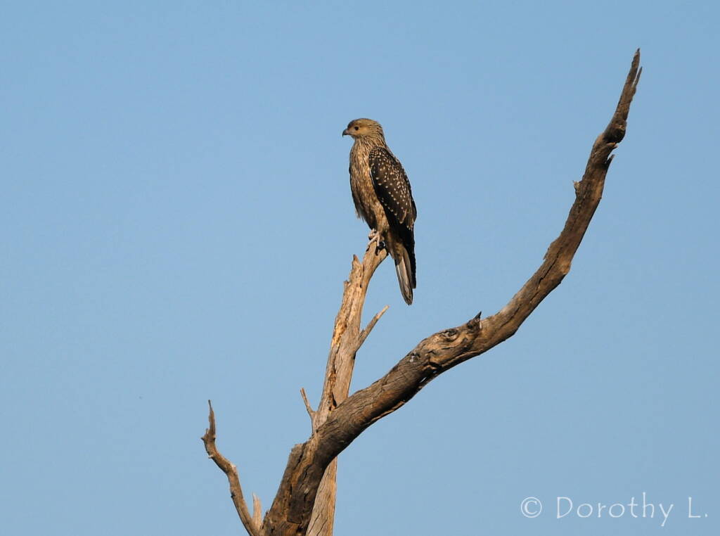 Juvenile Whistling Kite (Haliastur sphenurus)