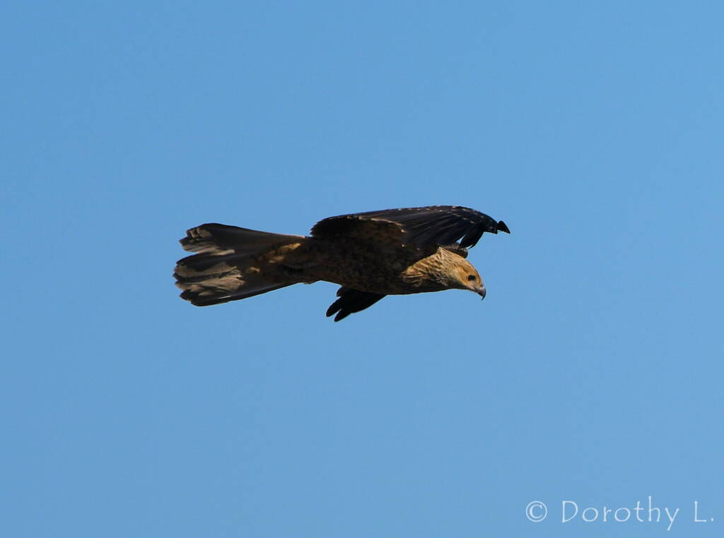 Juvenile Whistling Kite (Haliastur sphenurus)