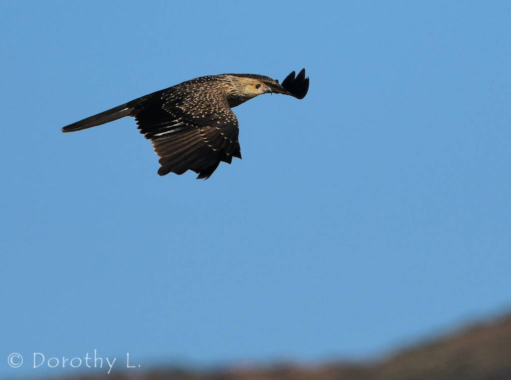 Juvenile Whistling Kite (Haliastur sphenurus)