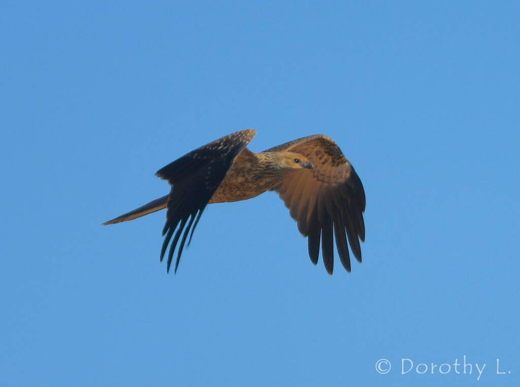 Juvenile Whistling Kite (Haliastur sphenurus)