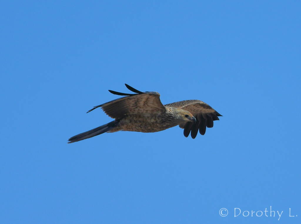 Juvenile Whistling Kite (Haliastur sphenurus)