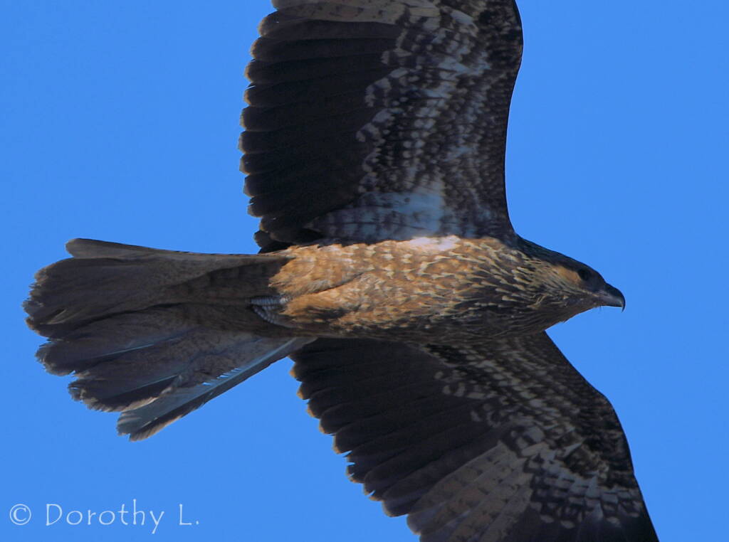 Juvenile Whistling Kite (Haliastur sphenurus)