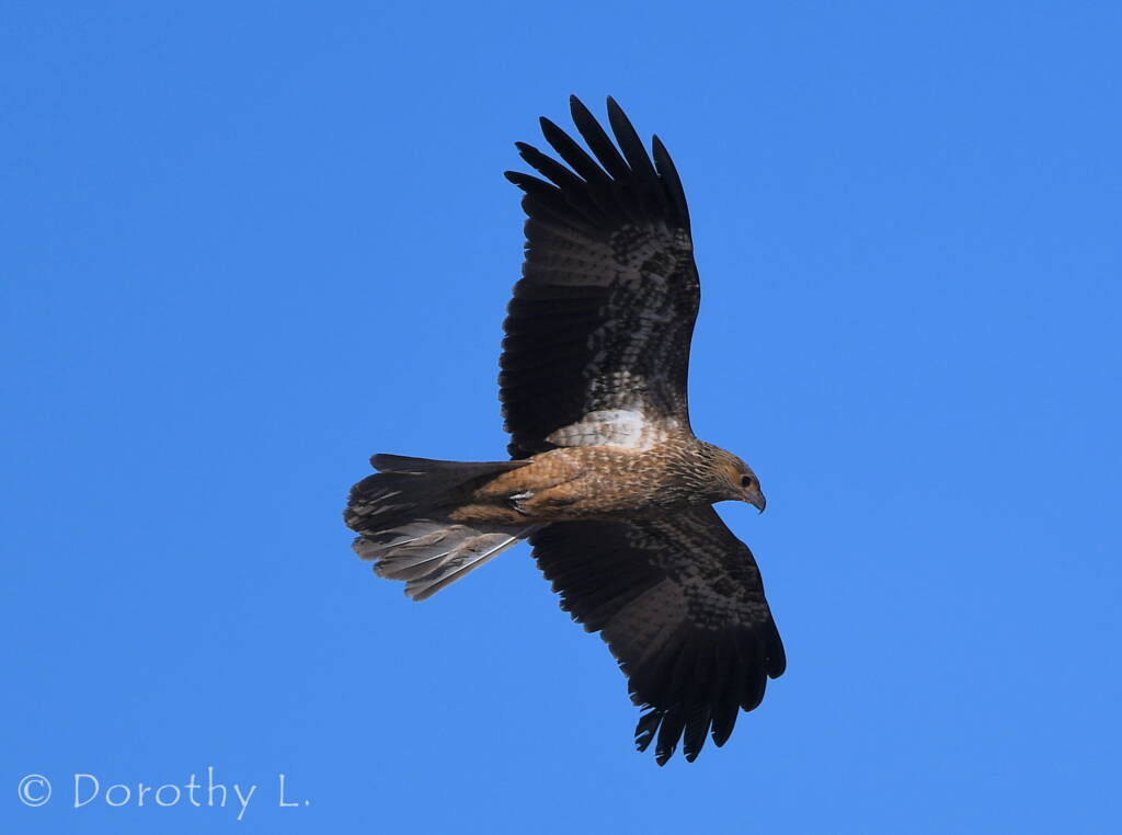 Juvenile Whistling Kite (Haliastur sphenurus)