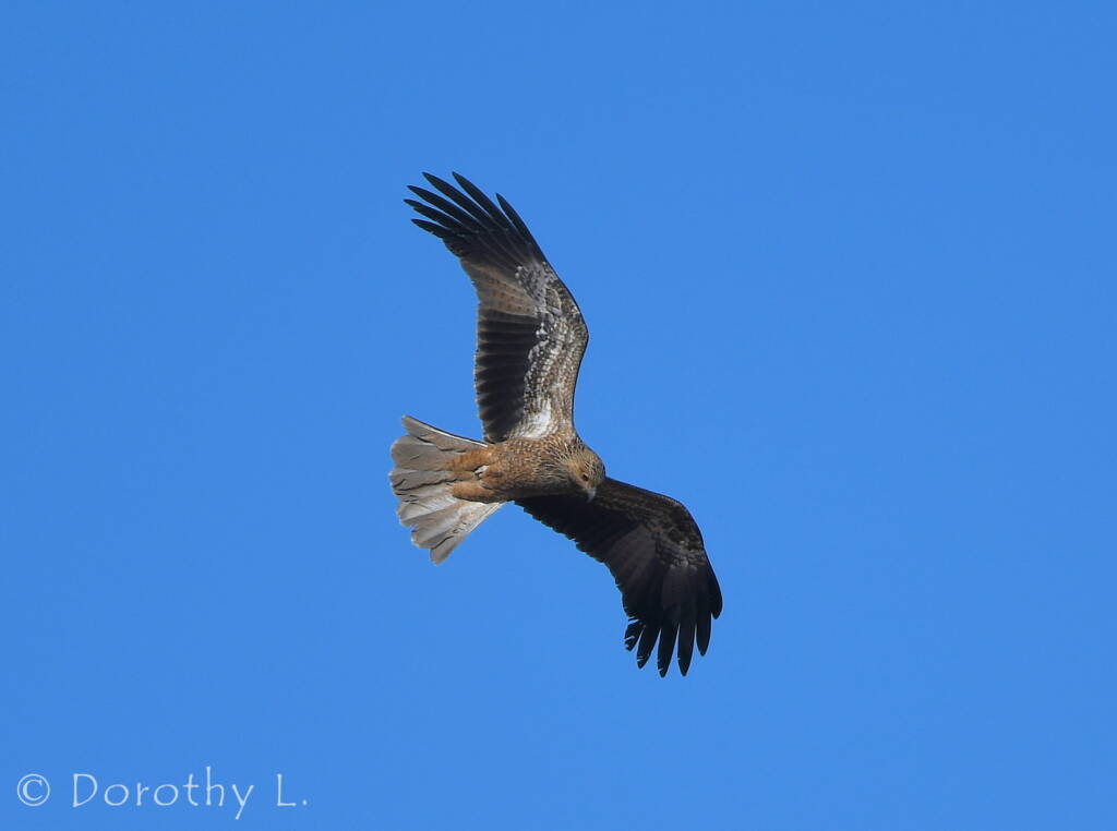 Juvenile Whistling Kite (Haliastur sphenurus)