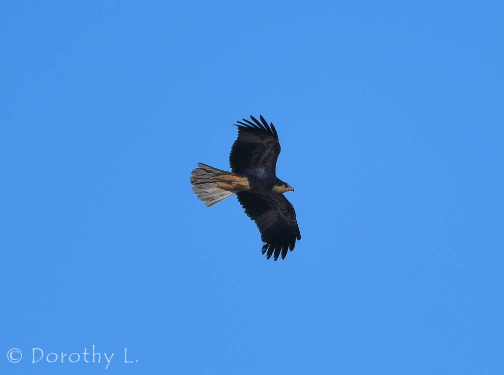 Juvenile Whistling Kite (Haliastur sphenurus)