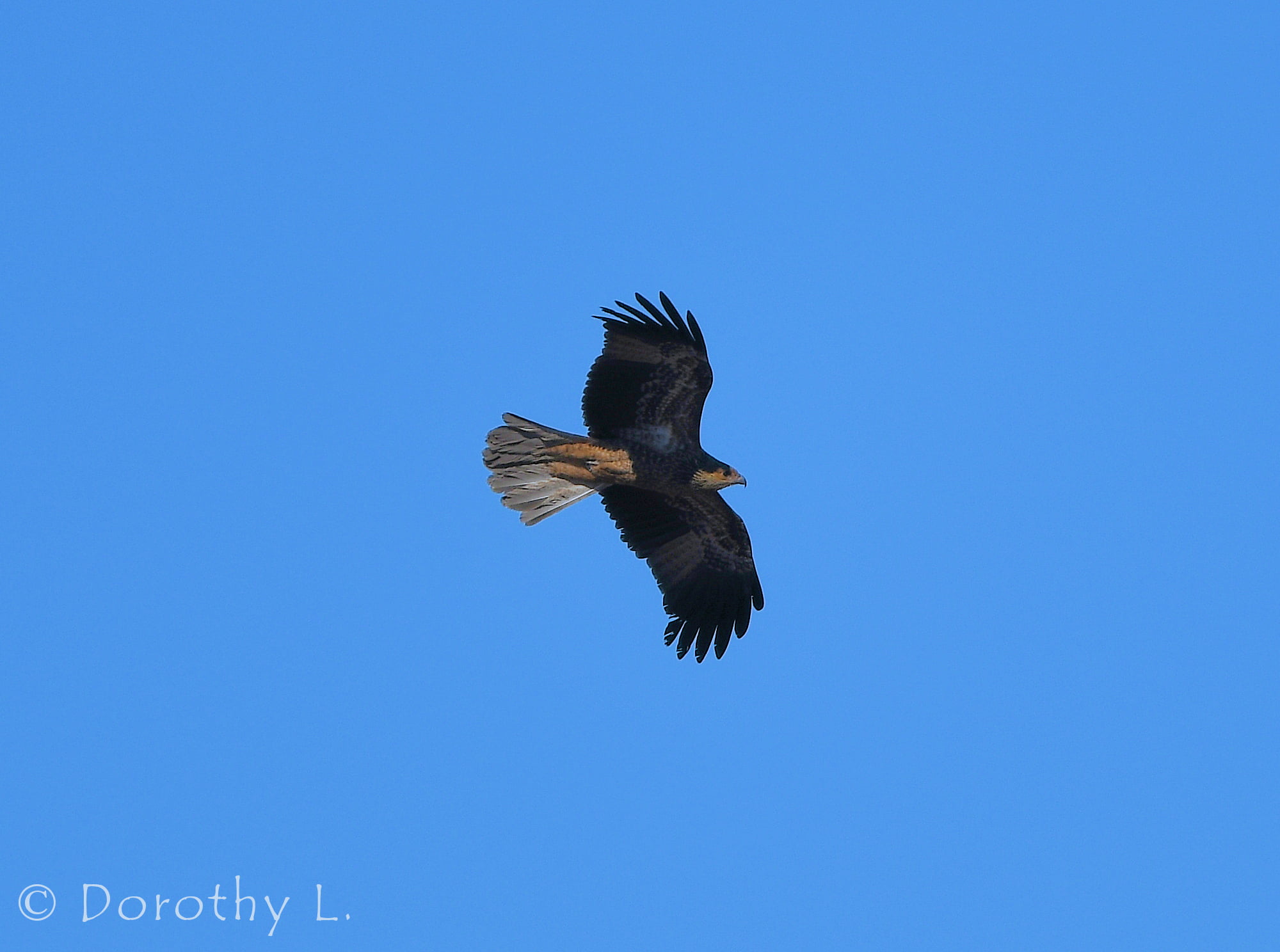 Juvenile Whistling Kite (Haliastur sphenurus)