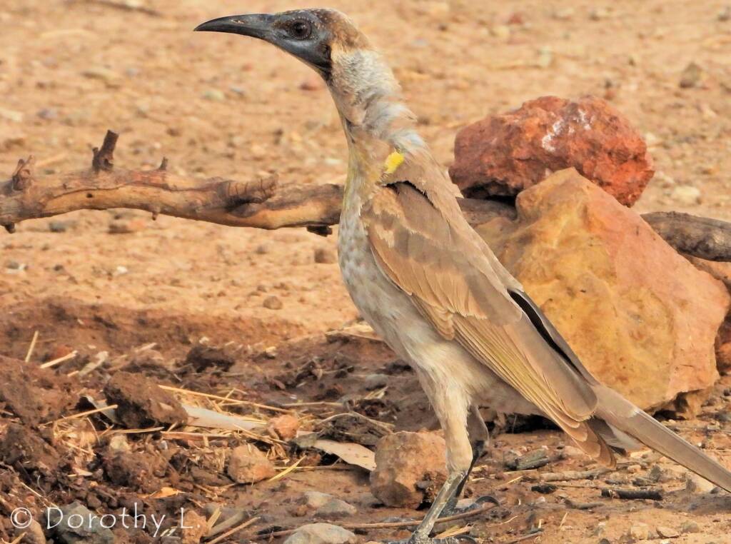 Little Friarbird (Philemon citreogularis)