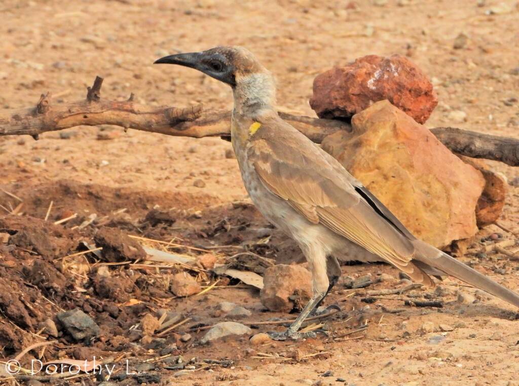 Little Friarbird (Philemon citreogularis)