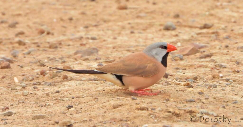 Long-tailed Finch (Poephila acuticauda)