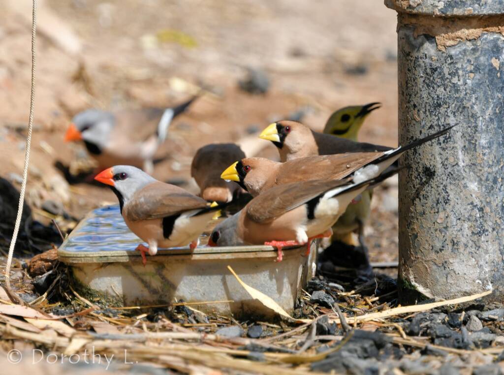 Long-tailed Finch and Masked Finch