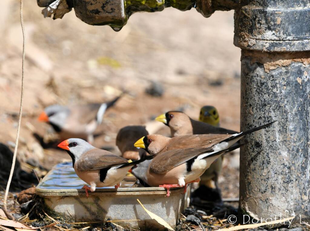 Long-tailed Finch and Masked Finch