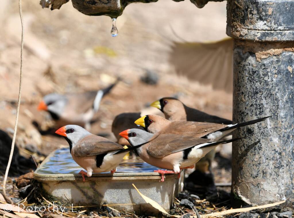 Long-tailed Finch and Masked Finch