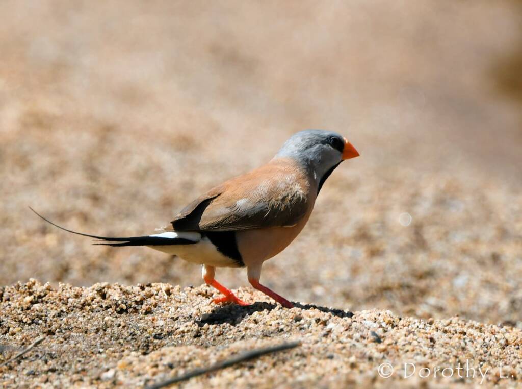 Long-tailed Finch (Poephila acuticauda)