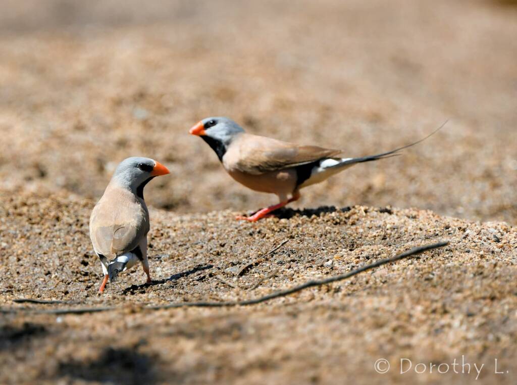 Long-tailed Finch (Poephila acuticauda)