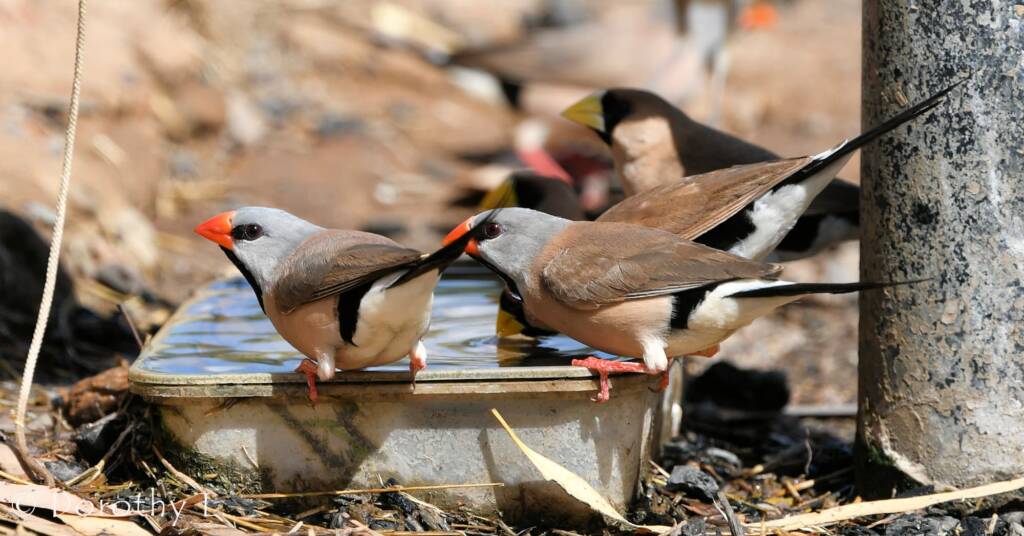 Long-tailed Finch (Poephila acuticauda)