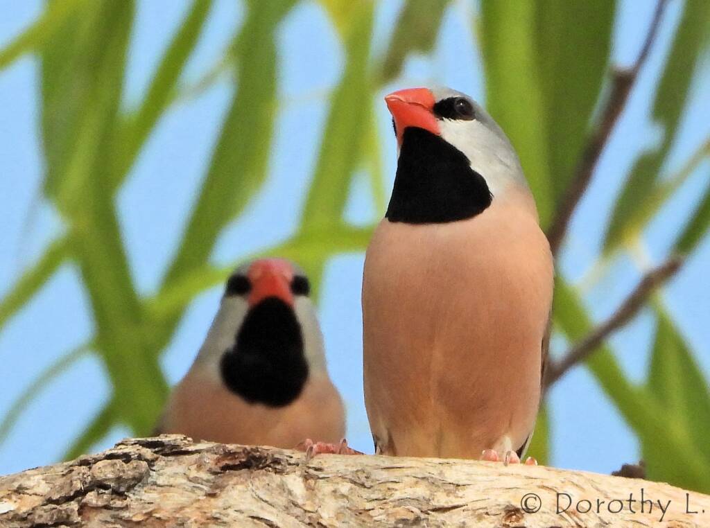 Long-tailed Finch (Poephila acuticauda hecki)