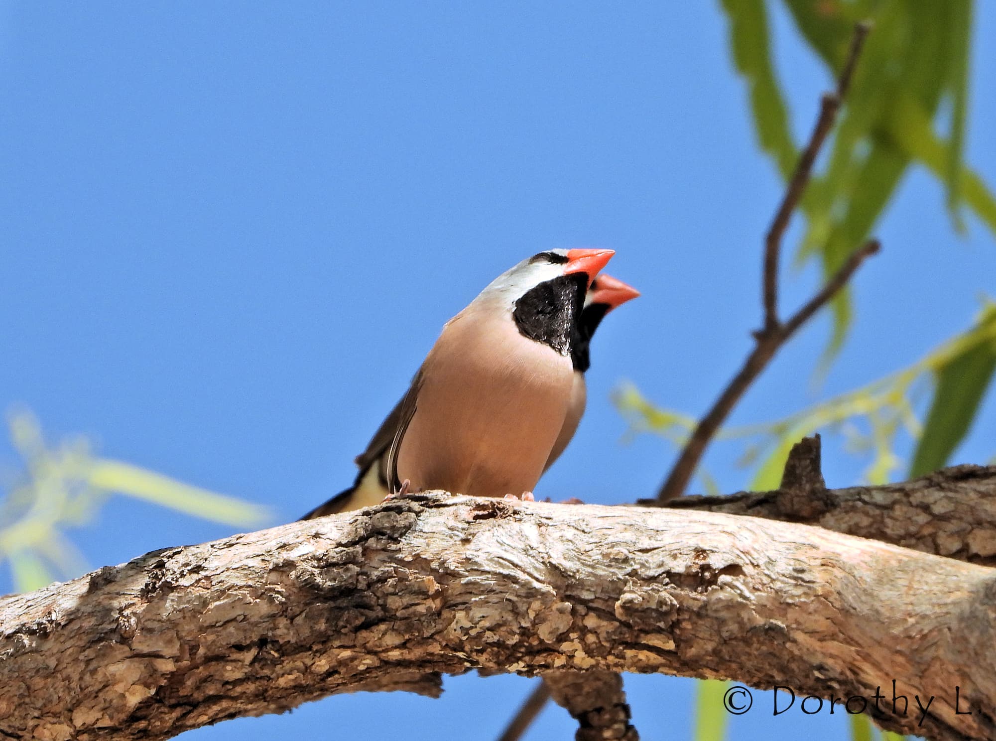 Long-tailed Finch (Poephila acuticauda hecki)