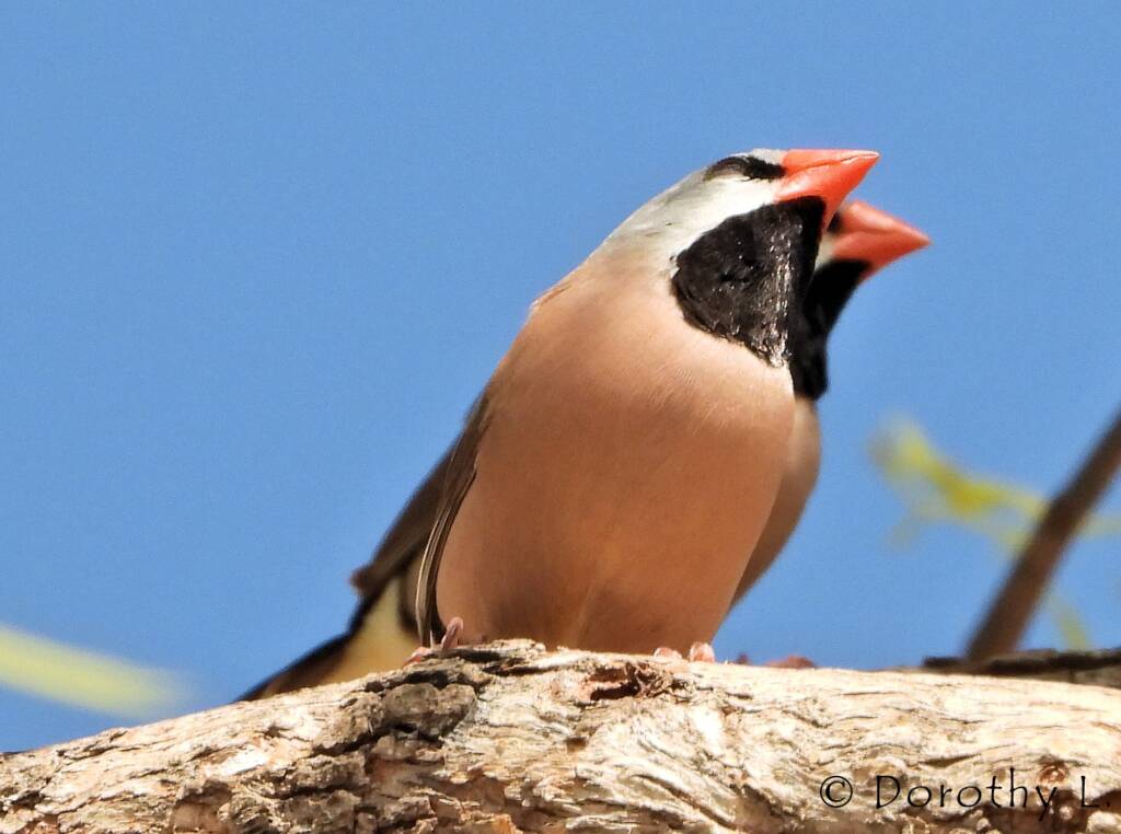 Long-tailed Finch (Poephila acuticauda hecki)