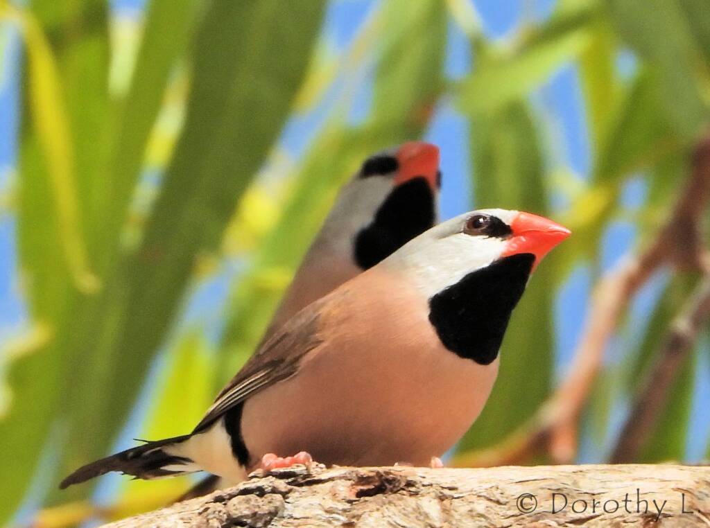 Long-tailed Finch (Poephila acuticauda hecki)