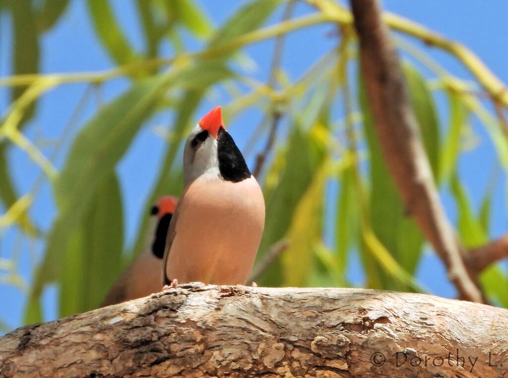 Long-tailed Finch (Poephila acuticauda hecki)