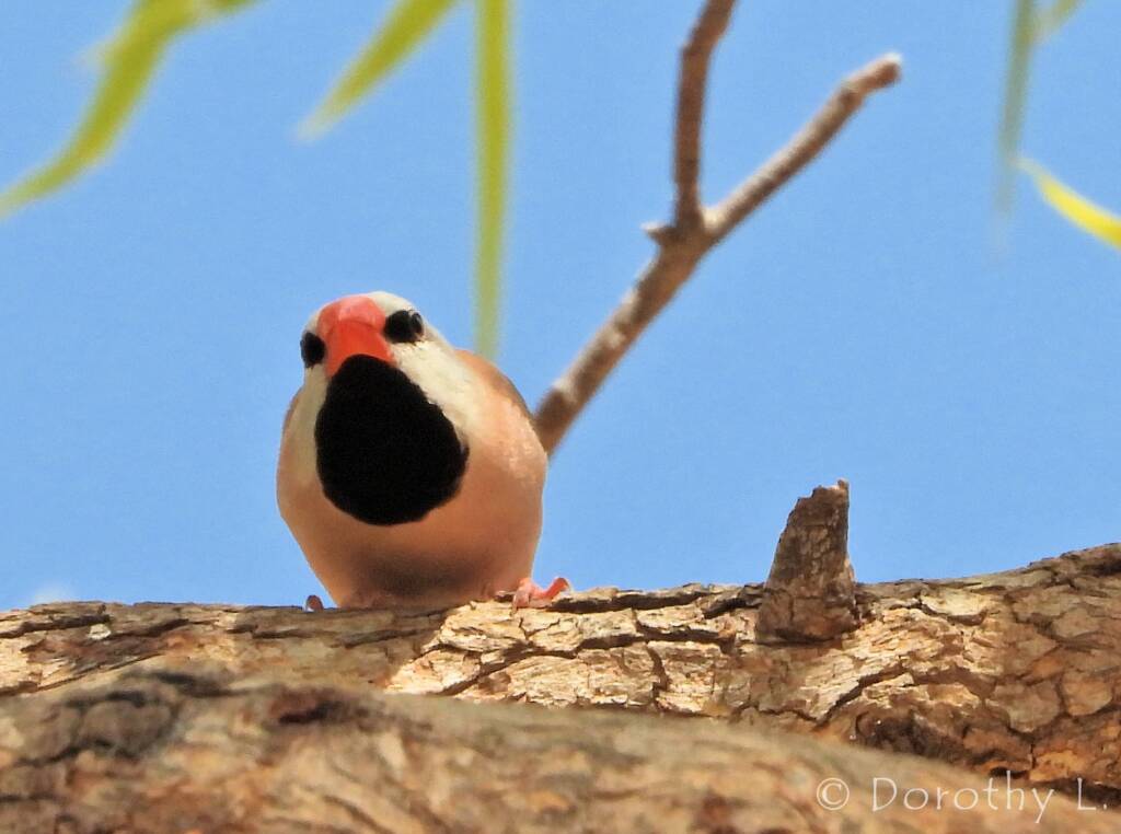 Long-tailed Finch (Poephila acuticauda hecki)