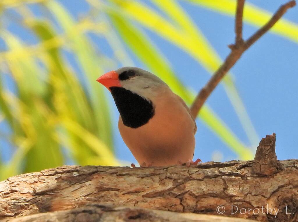 Long-tailed Finch (Poephila acuticauda hecki)