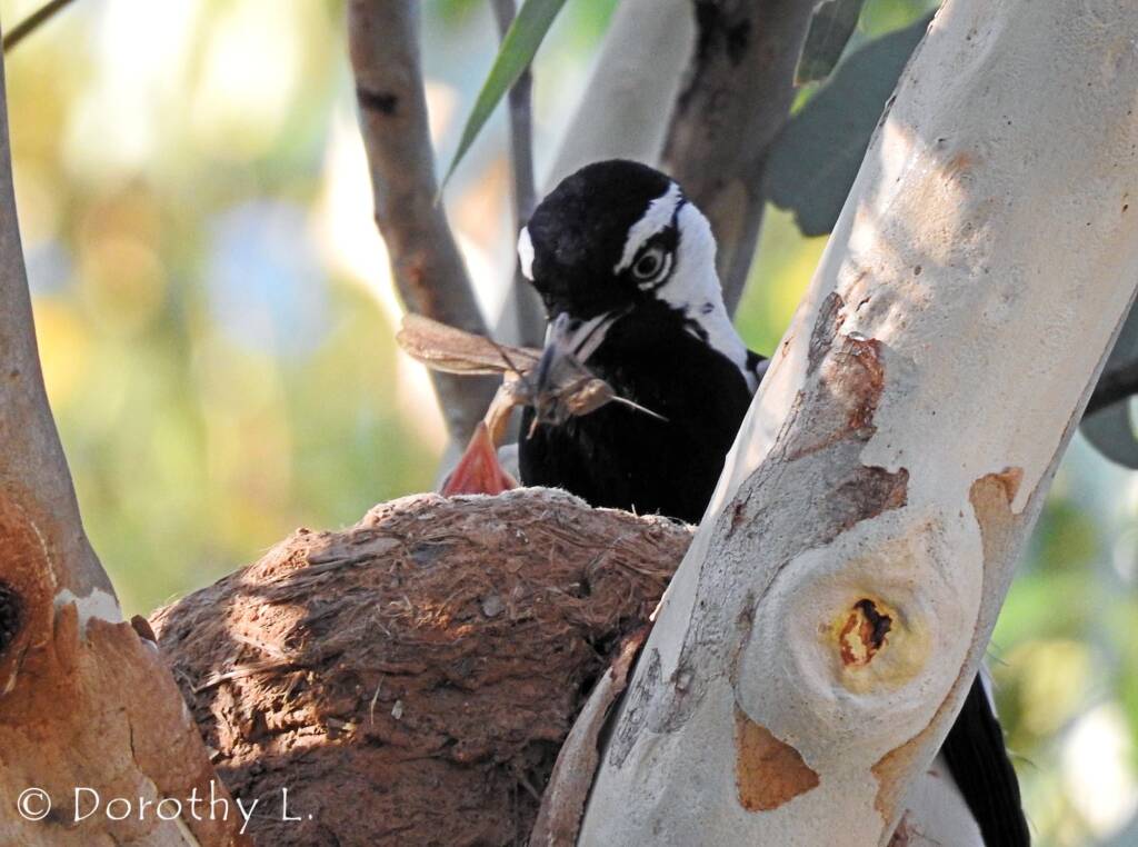 Magpie-lark (Grallina cyanoleuca)