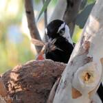Magpie-lark (Grallina cyanoleuca)