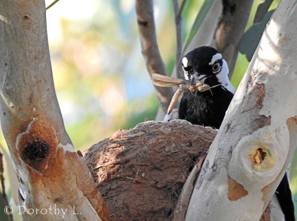 Magpie-lark (Grallina cyanoleuca)