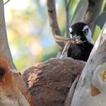 Magpie-lark (Grallina cyanoleuca)