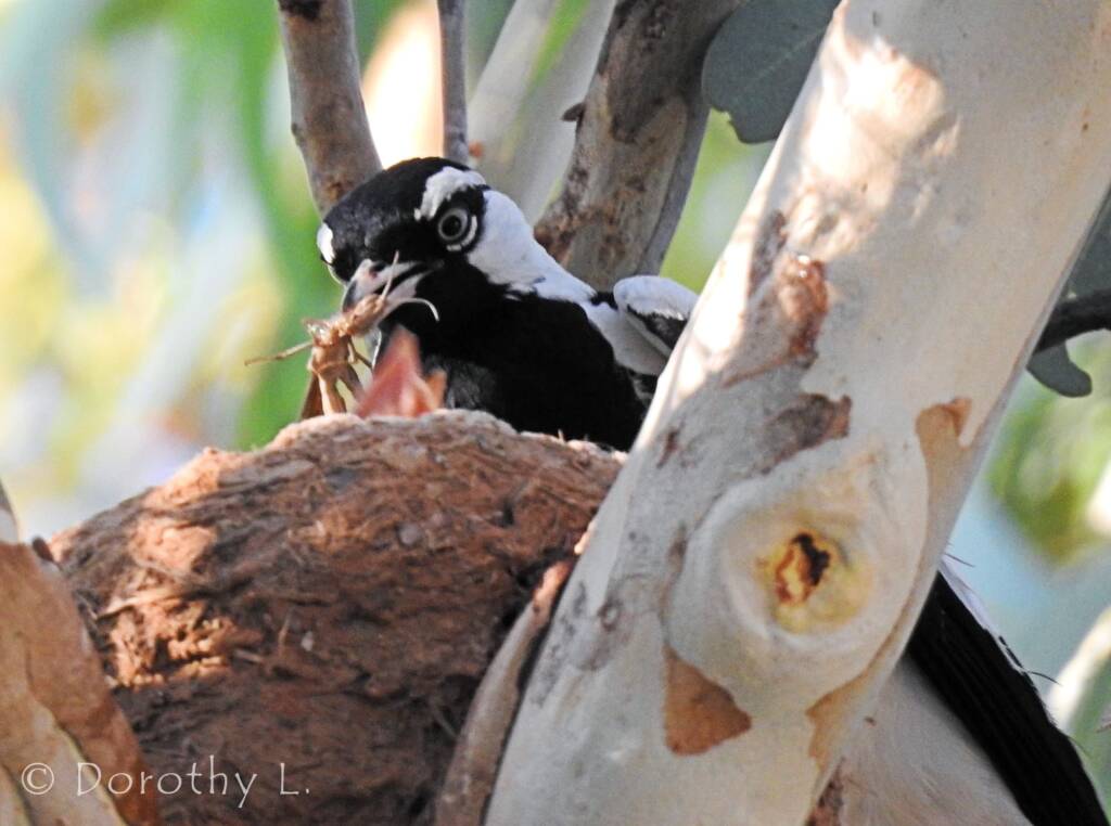 Magpie-lark (Grallina cyanoleuca)