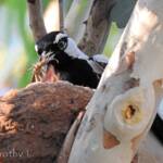 Magpie-lark (Grallina cyanoleuca)