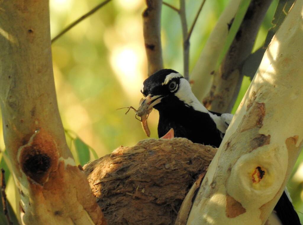 Magpie-lark (Grallina cyanoleuca)