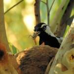 Magpie-lark (Grallina cyanoleuca)